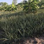 Agricultural Farm for Sale in Kidomole – Bagamoyo (With Title Deeds)