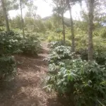 Farmland for Sale – Mbinga, Songea