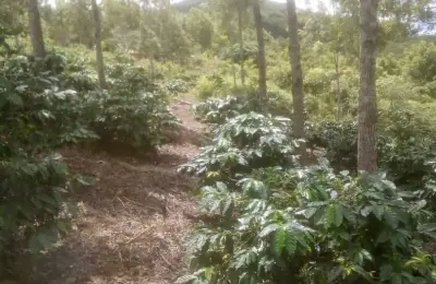 Farmland for Sale – Mbinga, Songea