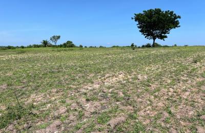 31 Acres Land for Sale in Mwanza Tanzania – Affordable Investment Opportunity